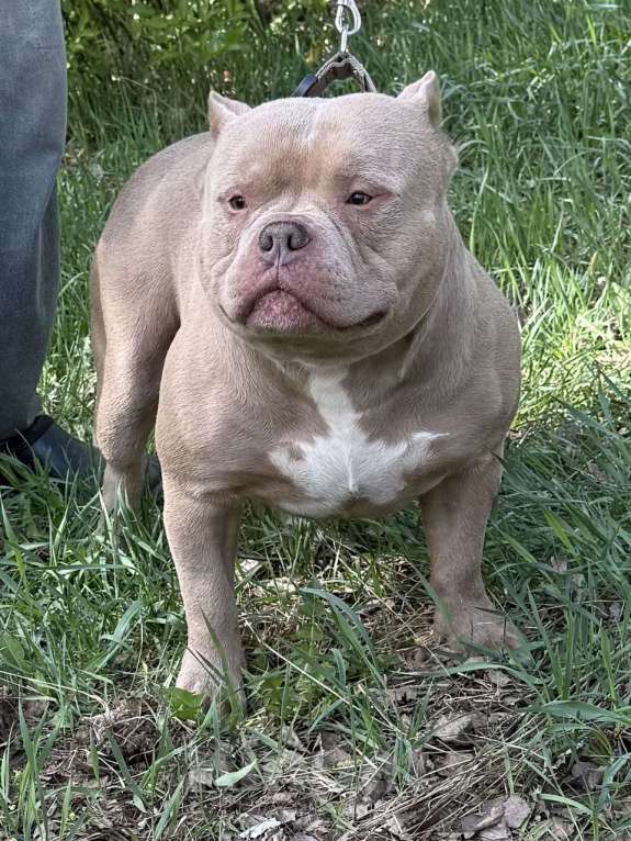 Собаки в Жуковском: Предлагается к вязке кобель ам булли покет Мальчик, 35 000 руб. - фото 2