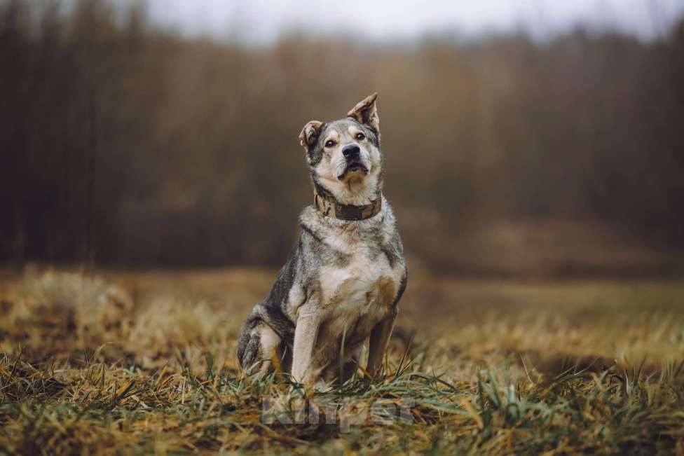 Собаки в Москве: Пожилой пес в добрые руки Мальчик, Бесплатно - фото 2