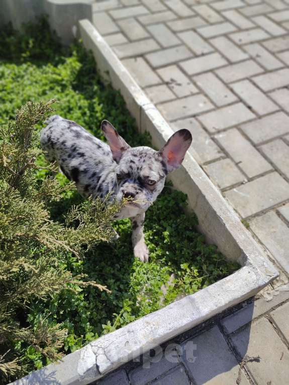 Собаки в Севастополе: Щенки Французского бульдога Девочка, 50 000 руб. - фото 5