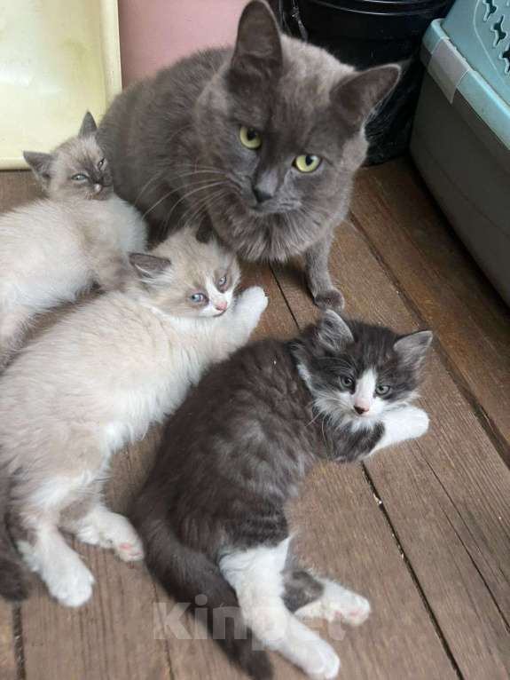Кошки в Москве: Котята ищут дом Мальчик, Бесплатно - фото 2
