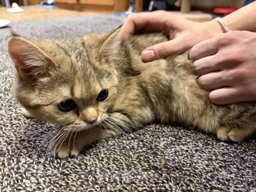 Кошки в Долгопрудном: Британский короткошёрстный котёнок Мальчик, 8 000 руб. - фото 3