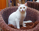 Кошки в Москве: Котик Беляш - белый малыш ищет дом, в дар Мальчик, Бесплатно - фото 7