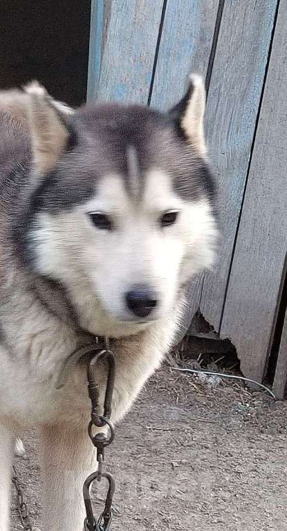 Собаки в Краснодаре: Ищем дом для двух сибирских хаски Лорда и Сары Мальчик, 10 руб. - фото 7