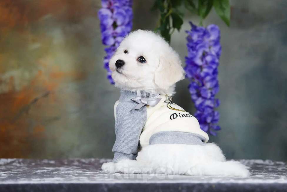 Собаки в Новосибирске: Бишон фризе. Мальчик, 110 000 руб. - фото 6