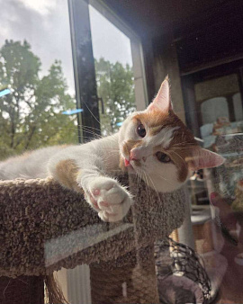 Лионелла ищет дом