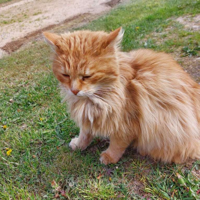 Кошки в Рузе: Найдена Кошка. Деревня Тишино. Рузский район .Рыжая. На шее был желтый ошейник.  Девочка, Бесплатно - фото 3