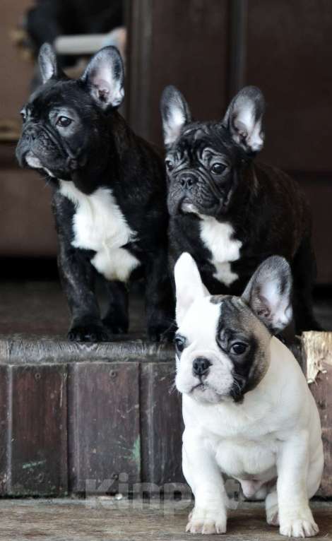 Собаки в Старом Купавне: Щенок Французский бульдог Мальчик, Бесплатно - фото 6