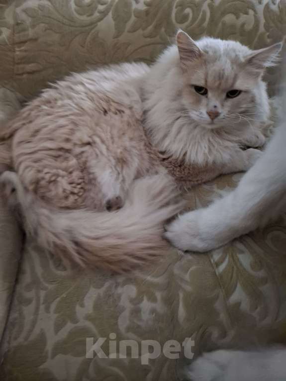 Кошки в Москве: Ждет новую семью Мальчик, Бесплатно - фото 1