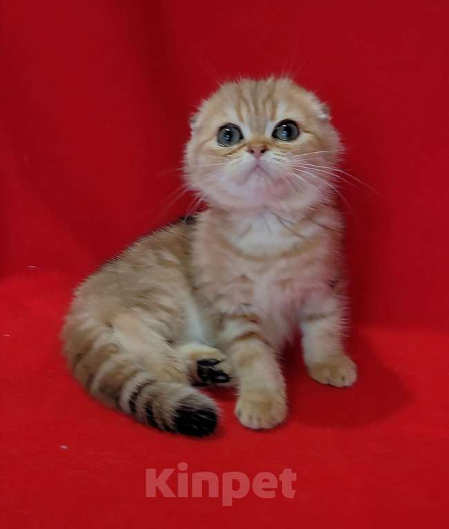 Кошки в Москве: Золотая мраморная вислоухая кошечка Девочка, 20 000 руб. - фото 3