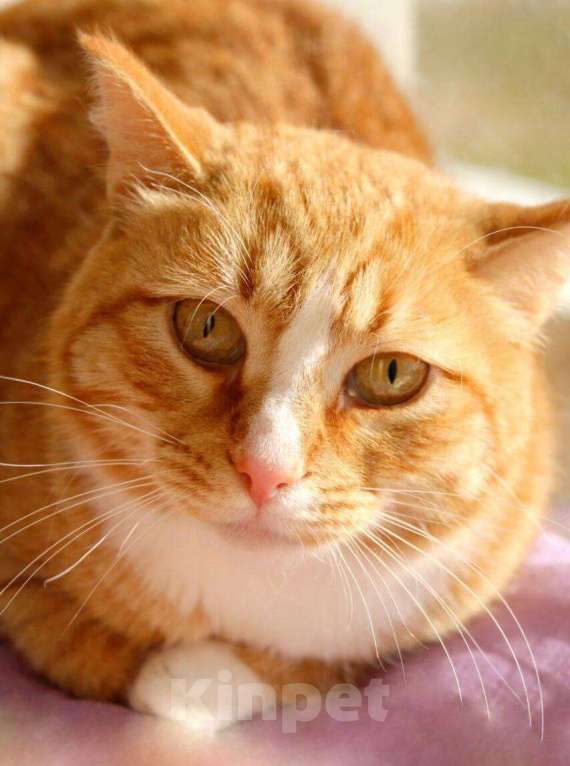 Кошки в Москве: Встречайте – Шани, ваша будущая карамелька счастья! Девочка, 1 руб. - фото 1