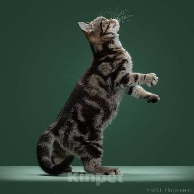 Кошки в Москве: Американский короткошерстный котёнок Мальчик, 85 000 руб. - фото 6