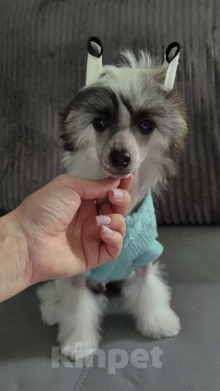 Собаки в Липецке: Щенки китайской хохлатой собаки Мальчик, 20 000 руб. - фото 6