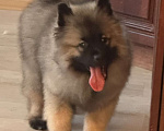 Собаки в Москве: Немецкий вольфшпиц/ кеемхонд Девочка, 100 000 руб. - фото 10