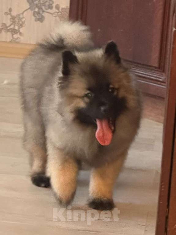 Собаки в Москве: Немецкий вольфшпиц/ кеемхонд Девочка, 100 000 руб. - фото 10