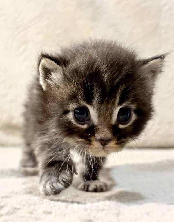 Кошки в Нижнем Новгороде: Котёнок Мей-кун Мальчик, Бесплатно - фото 2