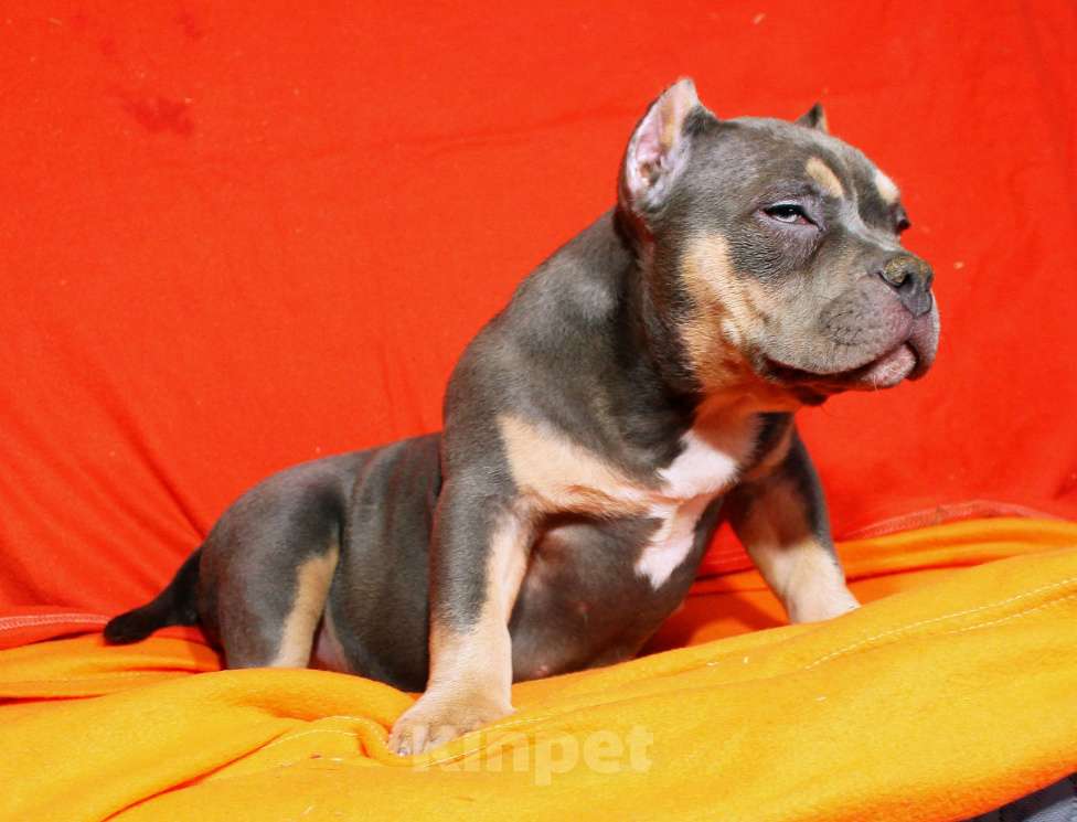 Собаки в Пушкино: Девочка - булли Девочка, 80 000 руб. - фото 3