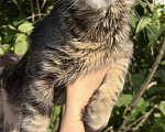 Кошки в Москве: Котенок Мейнкун Мальчик, 65 000 руб. - фото 1