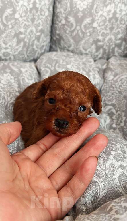 Собаки в Дмитрове: Мальчик той пудель micro Мальчик, 100 000 руб. - фото 3
