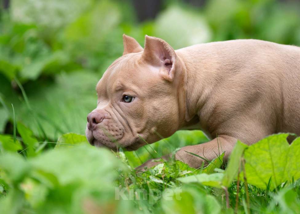 Собаки в Санкт-Петербурге: Предлагаются к продаже щенки американского булли  Девочка, 80 000 руб. - фото 5