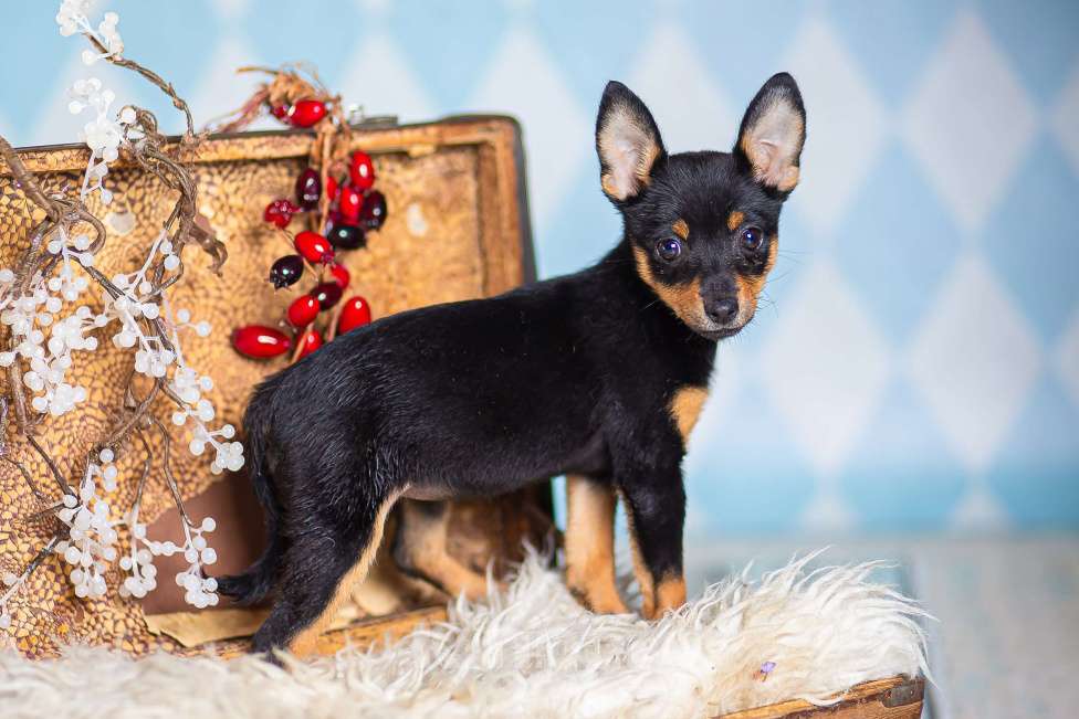 Собаки в Москве: Щенки от шпица и пинчера в добрые руки Девочка, 1 руб. - фото 7