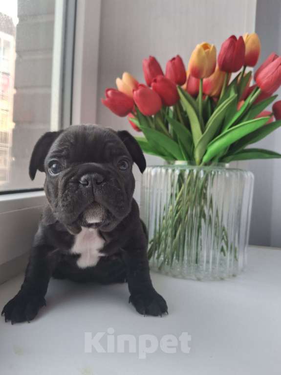 Собаки в Санкт-Петербурге: Французский бульдог Мальчик, 50 000 руб. - фото 7