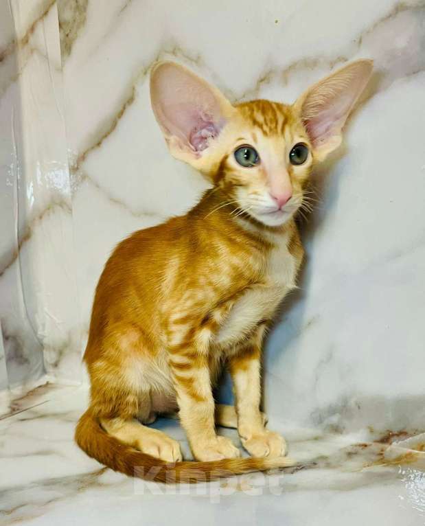 Кошки в Перми: ориентальный котенок Мальчик, 80 000 руб. - фото 2