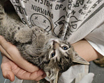 Кошки в Мытищах: Котики в добрые руки Девочка, Бесплатно - фото 2