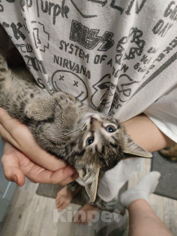 Кошки в Мытищах: Котики в добрые руки Девочка, Бесплатно - фото 2