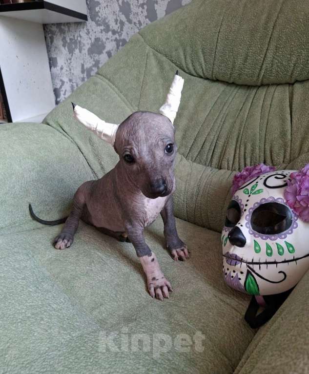 Собаки в Белгороде: Ксолоитцкуинтли стандарт Девочка, 45 000 руб. - фото 3