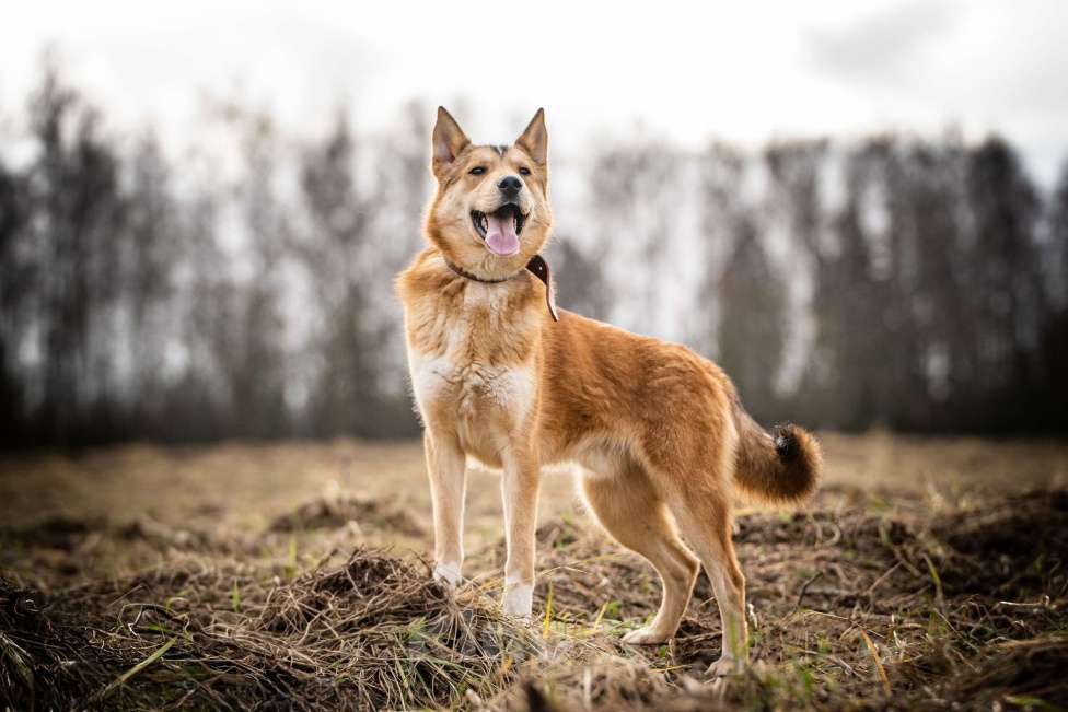 Собаки в Клине: Рико — пёс, созданный для людей Мальчик, Бесплатно - фото 2