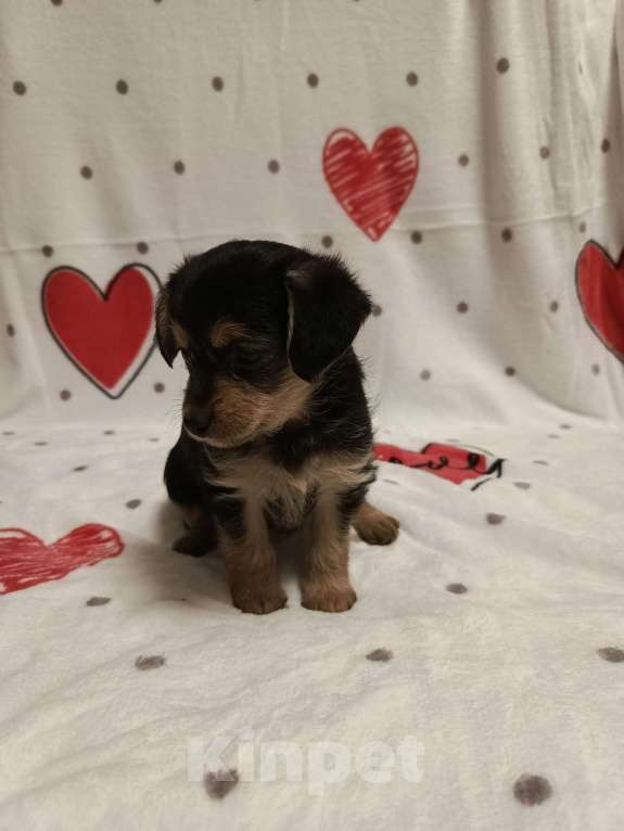 Собаки в Липецке: Милейшие щеночки Девочка, 10 000 руб. - фото 4