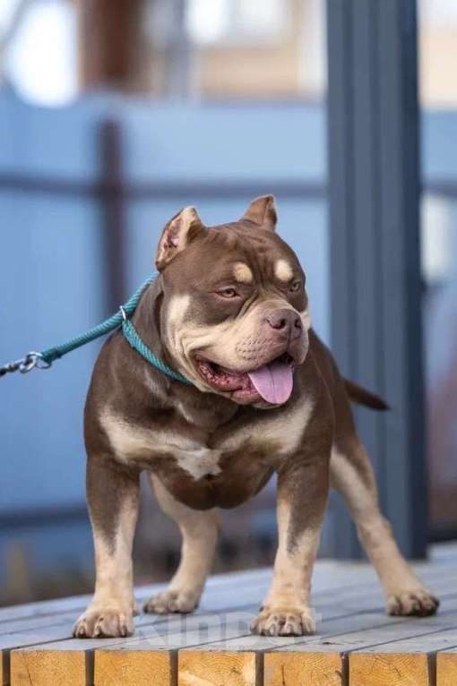 Собаки в Всеволожске: Кобель Американский булли шоколадный триколор Мальчик, 50 000 руб. - фото 2