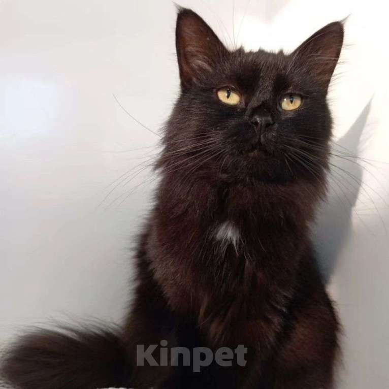 Кошки в Москве: Одри хочет стать домашней Девочка, Бесплатно - фото 3