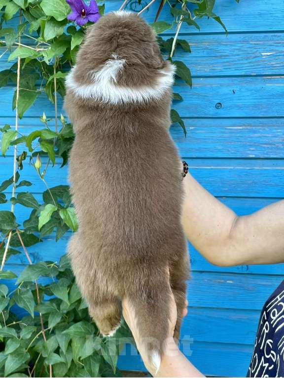 Собаки в Санкт-Петербурге: Щенки Аусси (Австралийская овчарка) Мальчик, Бесплатно - фото 5