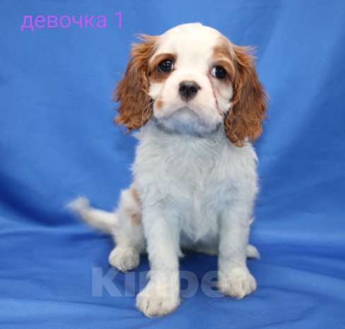 Собаки в Москве: Кавалер кинг чарльз спаниель Девочка, 60 000 руб. - фото 4