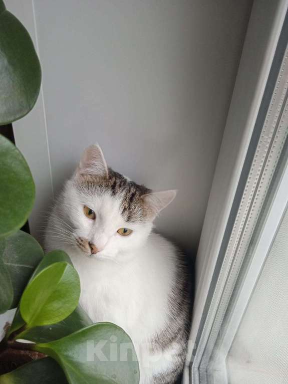 Кошки в Москве: 🐾 Мальчик, около 7 месяцев 💛 Мальчик, Бесплатно - фото 2