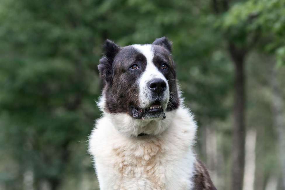 Собаки в Москве: Чебурашка Мальчик, Бесплатно - фото 4