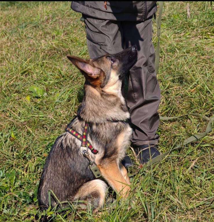 Собаки в Москве: Рада ищет семью Девочка, Бесплатно - фото 3