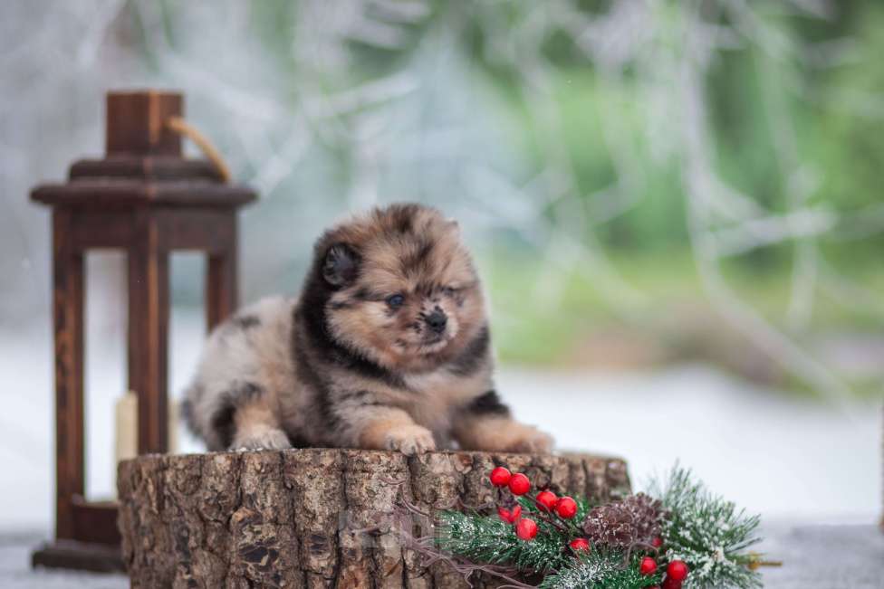 Собаки в Москве: Девочка померанского шпица мини Девочка, 60 000 руб. - фото 4