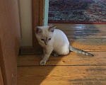 Кошки в Москве: Продам шотландского котенка Мальчик, 4 500 руб. - фото 1