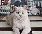 Кошки в Ульяновске: Британский котенок Мальчик, 25 000 руб. - фото 4