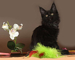 Кошки в Юрьеве-Польском: Мейн-кун девочка черный солид Девочка, 35 000 руб. - фото 3