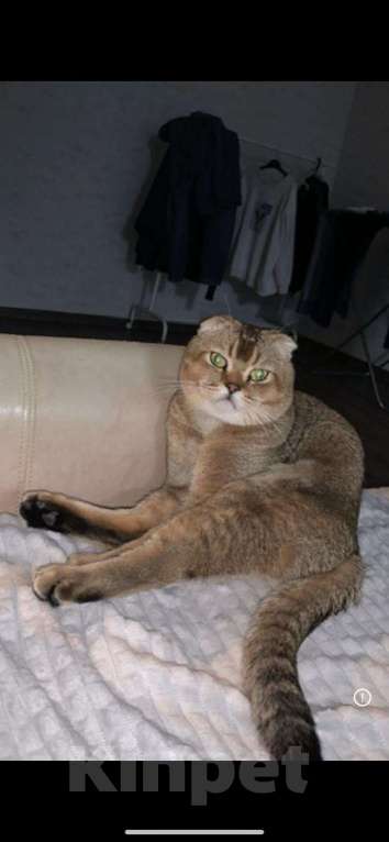 Кошки в Москве: Шотландские чистокровные Fold и Straight Мальчик, Бесплатно - фото 3