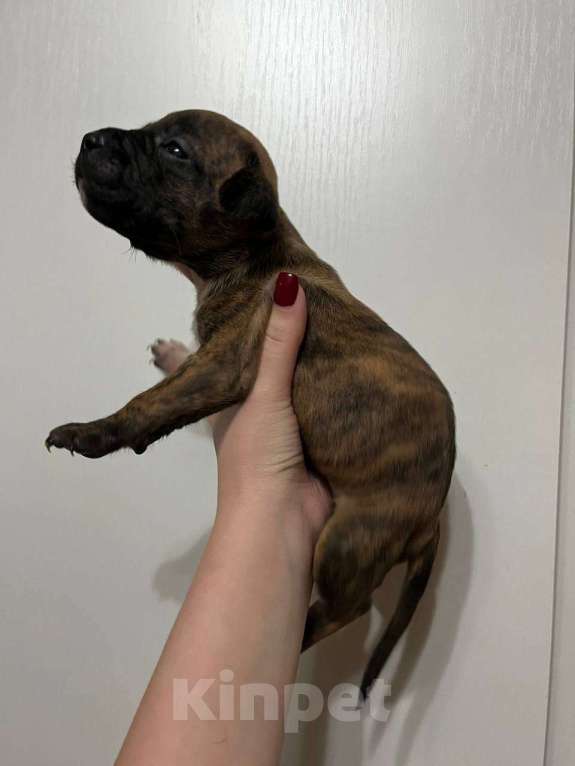 Собаки в Москве: Американские питбультерьеры Мальчик, 20 000 руб. - фото 6