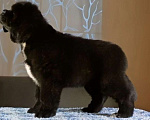 Собаки в Москве: Щенок ньюфаундленд продажа Девочка, 100 000 руб. - фото 2