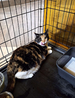 Трехцветная кошечка в добрые руки