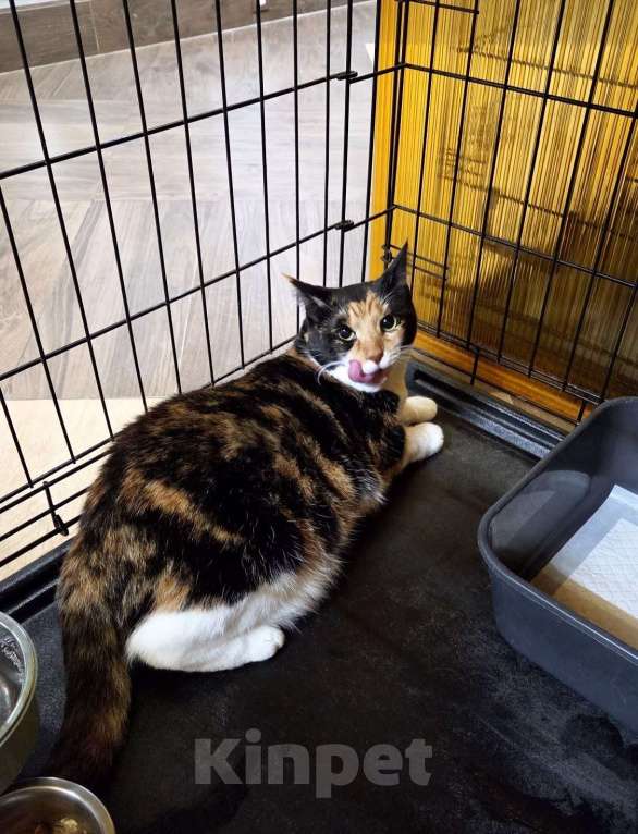 Кошки в Москве: Трехцветная кошечка в добрые руки Девочка, Бесплатно - фото 1