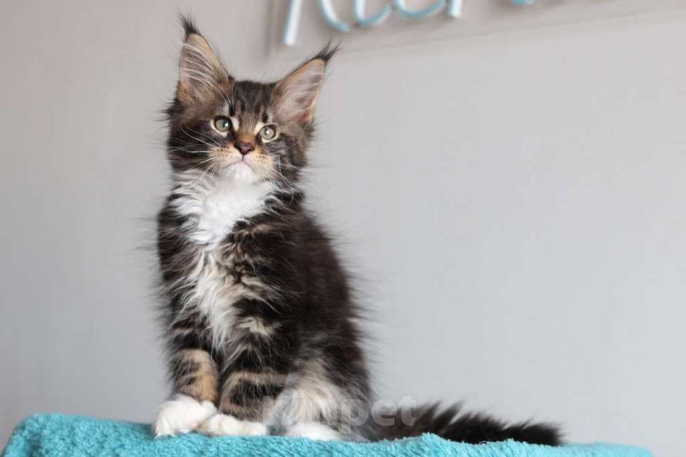 Кошки в Екатеринбурге: Котенок мейнкун из питомника РИЧКУН - Arhip Мальчик, 45 000 руб. - фото 4