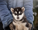 Собаки в Перми: Аляскинский маламут, щенки Девочка, 20 000 руб. - фото 2