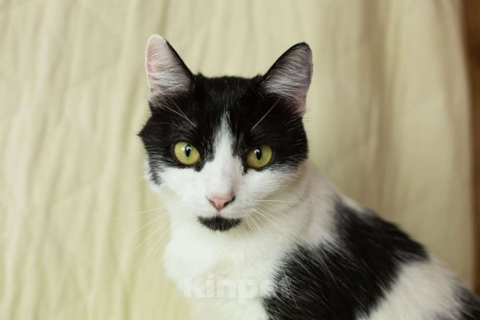 Кошки в Москве: Илюша ищет любящих хозяев Мальчик, Бесплатно - фото 5